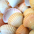 large deep scallop shell - 1 kg